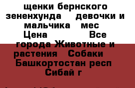 щенки бернского зененхунда. 2 девочки и 2 мальчика(2 мес.) › Цена ­ 22 000 - Все города Животные и растения » Собаки   . Башкортостан респ.,Сибай г.